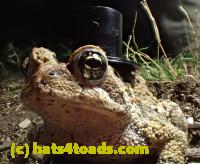 /home//u458753944/public_html/sourcegallery//////Roxborough Toad Detour/2013-2019/2016/2016-04-22/P4220108.JPG